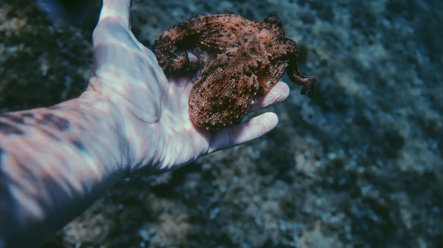 ¿Qué representa el pulpo para el sector pesquero de Yucatán?. Foto: Unsplash