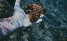 Temporada de captura de pulpo con buenas cifras en Yucatán