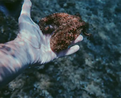 Temporada de captura de pulpo con buenas cifras en Yucatán