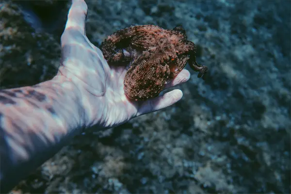 Temporada de captura de pulpo con buenas cifras en Yucatán