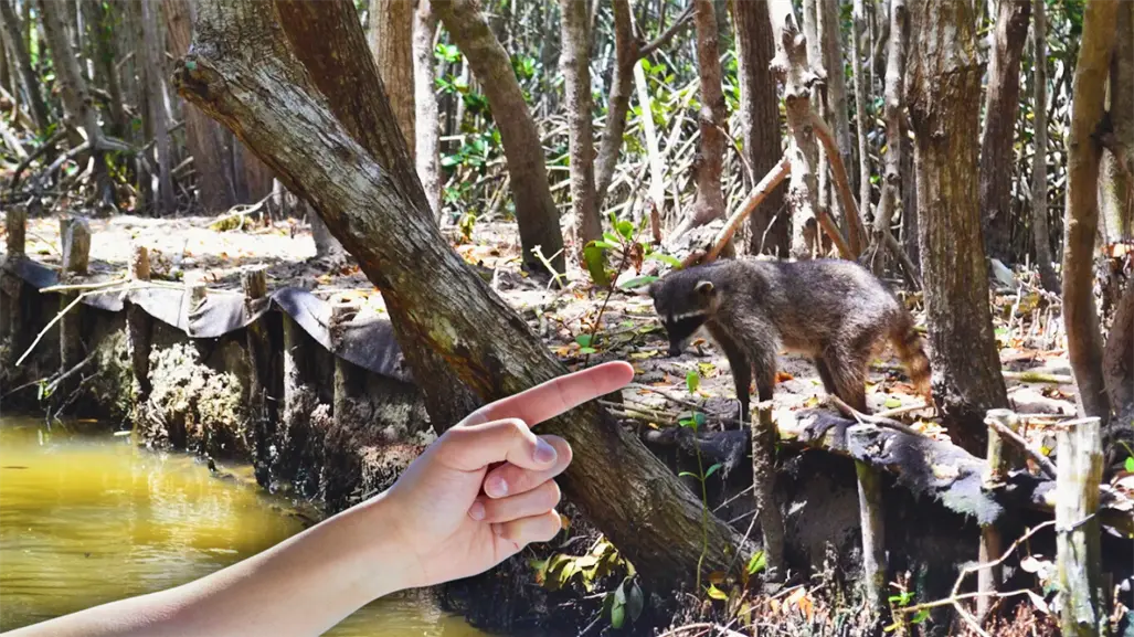 Es el mejor lugar de Yucatán para ver mapaches y está a 40 minutos de Mérida
