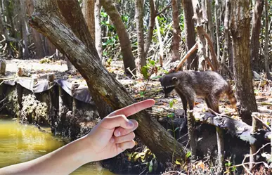 Es el mejor lugar de Yucatán para ver mapaches y está a 40 minutos de Mérida