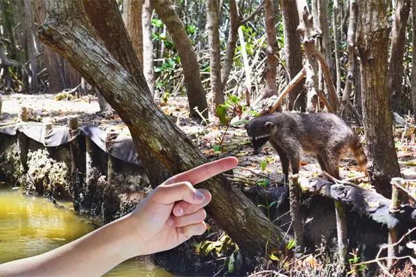 Es el mejor lugar de Yucatán para ver mapaches y está a 40 minutos de Mérida