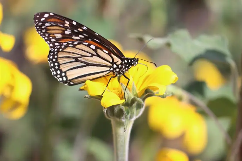 En el mes de octubre aún puedes seguir observando mariposas monarcas en Tamaulipas | Foto: Parques y Biodiversidad