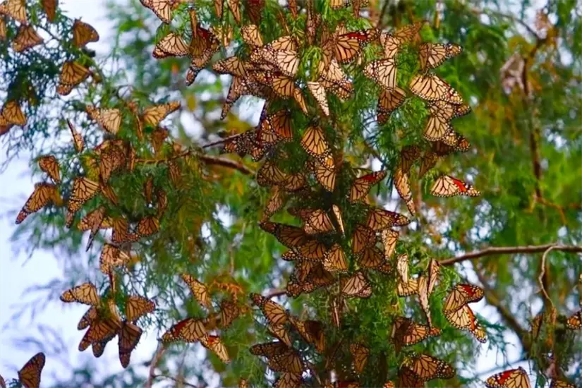 17 ejidos de varios municipios del Altiplano Tamaulipeco forman parte de la ruta de la mariposa monarca | Foto: Parques y Biodiversidad