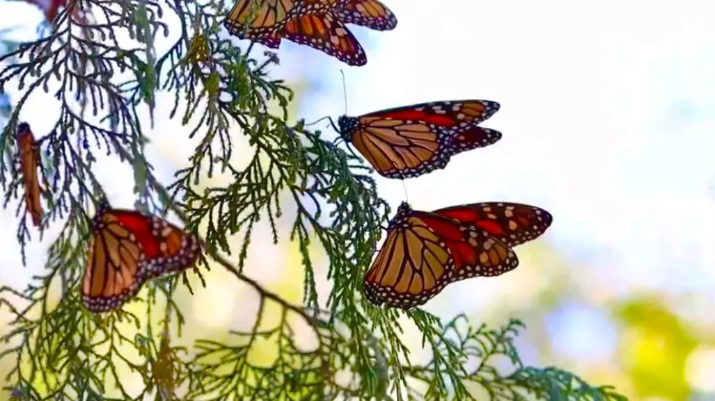 Tamaulipas se suma a la conservación de la Ruta Migratoria de la Mariposa Monarca
