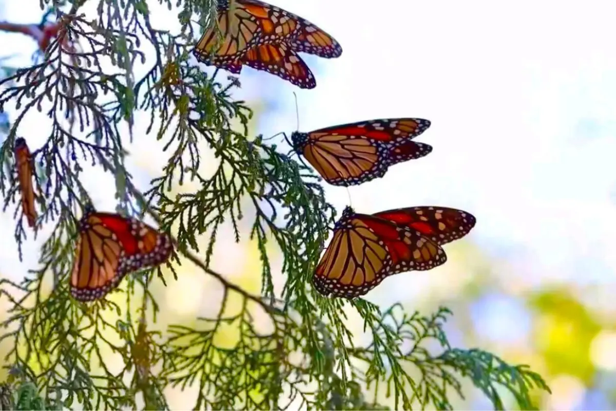 La mariposa monarca transita por 7 municipios de Tamaulipas | Foto: Parques y Biodiversidad