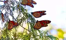 Tamaulipas se suma a la conservación de la Ruta Migratoria de la Mariposa Monarca Tamaulipas se suma a la conservación de la Ruta Migratoria de la Mariposa Monarca