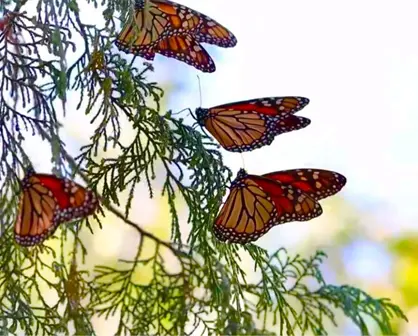 Tamaulipas se suma a la conservación de la Ruta Migratoria de la Mariposa Monarca