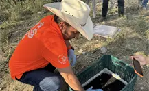 Nuevo León libera moscas estériles para prevenir plaga del Gusano Barrenador