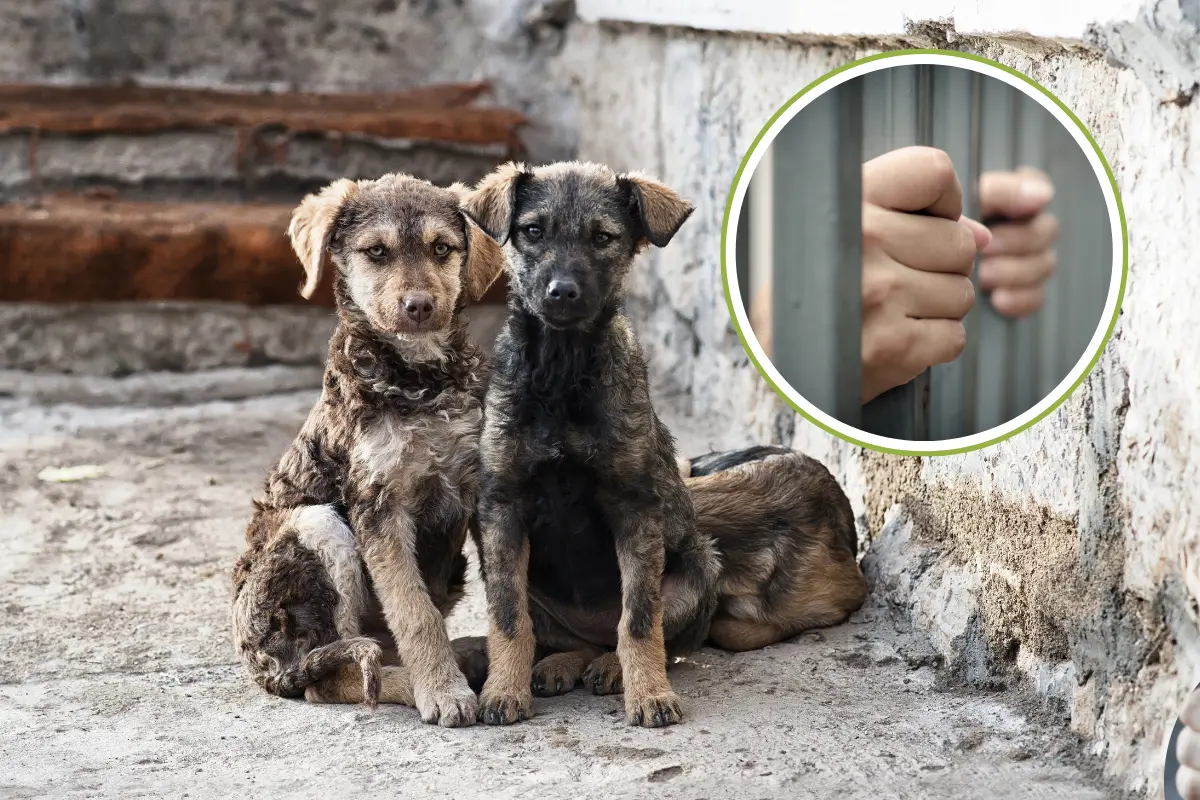Un legislador local propone penas de 6 meses a un año de prisión y hasta 100 días de multa para aquellos que abandonen sus perros y gatos en la calle. Fotos Ilustrativas: Canva.