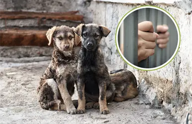 Diputado de BCS propone hasta un año de prisión por abandono de mascotas