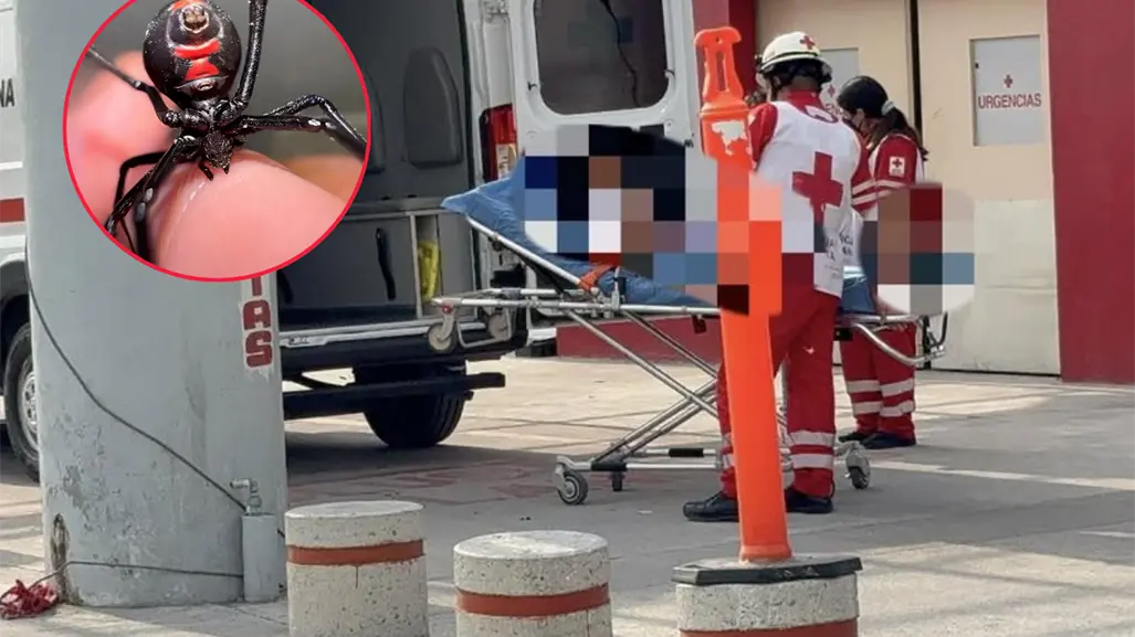 Hospitalizan en Saltillo a mujer tras picadura de viuda negra, ¿cómo evitar este animal?