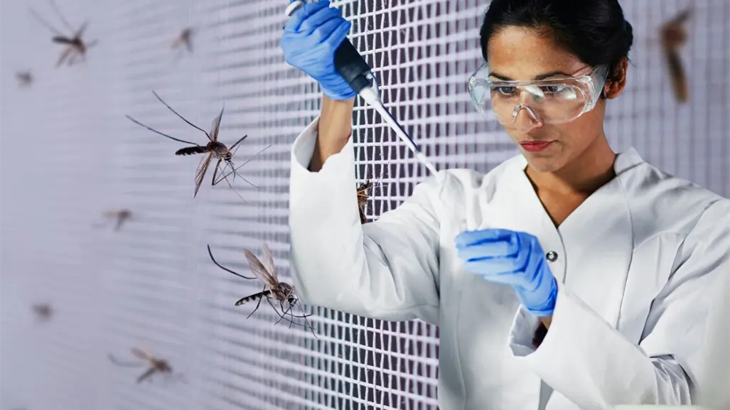 ¿Qué es el método Wolbachia y cómo previene el dengue en BCS?
