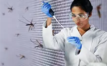 ¿Qué es el método Wolbachia y cómo previene el dengue en BCS?