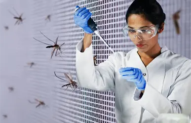 ¿Qué es el método Wolbachia y cómo previene el dengue en BCS?