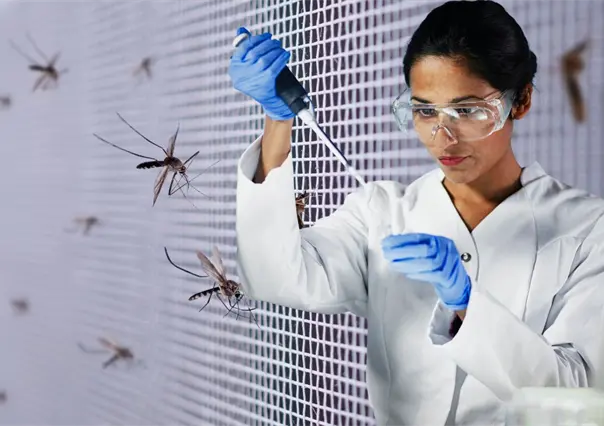 ¿Qué es el método Wolbachia y cómo previene el dengue en BCS?