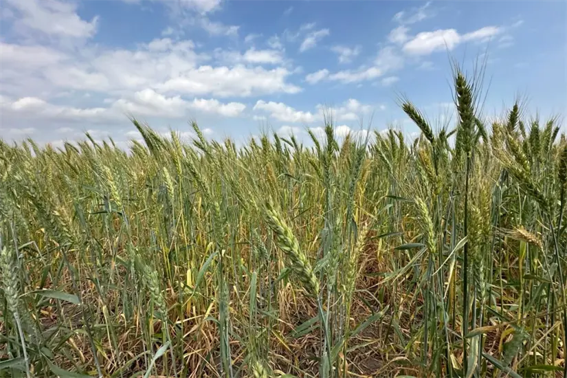 Se promueve la siembra de trigo en Burgos, Méndez y San Fernando | Foto: gobierno de Tamaulipas