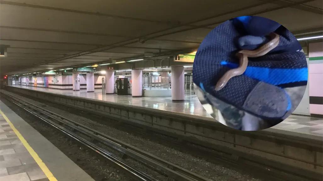 Rescatan víbora de agua en Metro CDMX: fue encontrada en una estación de la Línea B dentro de bolsa