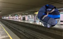 Rescatan víbora de agua en Metro CDMX: fue encontrada en una estación de la Línea B dentro de bolsa