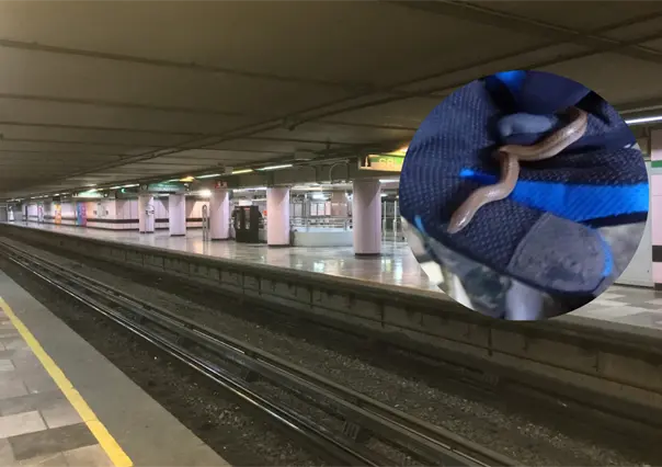 Rescatan víbora de agua en Metro CDMX: fue encontrada en una estación de la Línea B dentro de bolsa