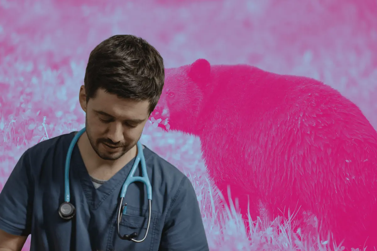 El zoológico enfatiza que cualquier decisión sobre el destino de la osa recaerá únicamente en PROFEPA, la autoridad competente en la materia. Foto: Canva.