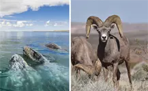 Reserva de la Biosfera el Vizcaíno se une al Corredor Biológico Mundial