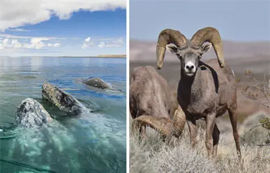 Reserva de la Biosfera el Vizcaíno se une al Corredor Biológico Mundial