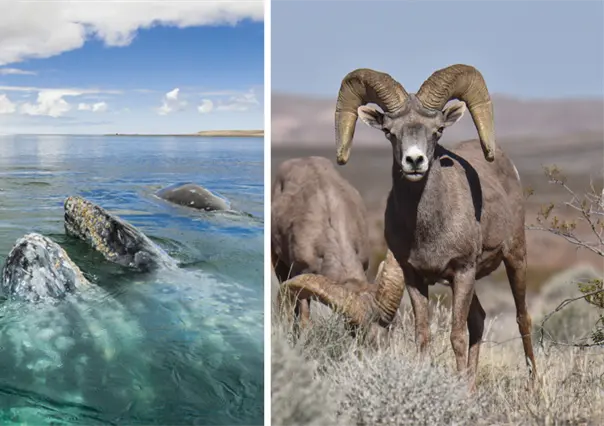 Reserva de la Biosfera el Vizcaíno se une al Corredor Biológico Mundial