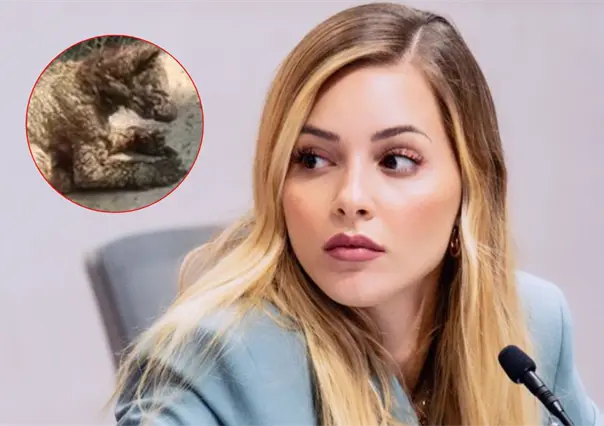 Mariana Rodríguez aclara el estado de la osa en zoológico La Pastora tras video viral