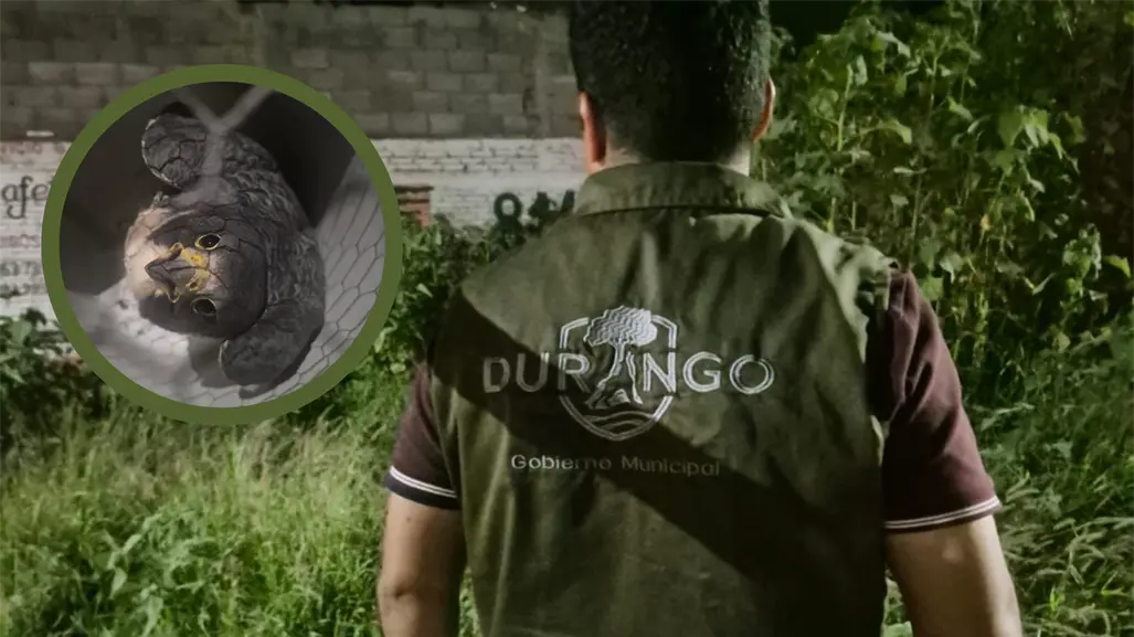Policía Ambiental de Durango rescata a halcón peregrino que chocó contra una vivienda