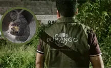 Policía Ambiental de Durango rescata a halcón peregrino que chocó contra una vivienda