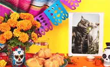 Michictlán llega a CDMX con el Miau Fest 2025: celebra Día de Muertos con estos adorables felinos