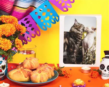 Michictlán llega a CDMX con el Miau Fest 2025: celebra Día de Muertos con estos adorables felinos