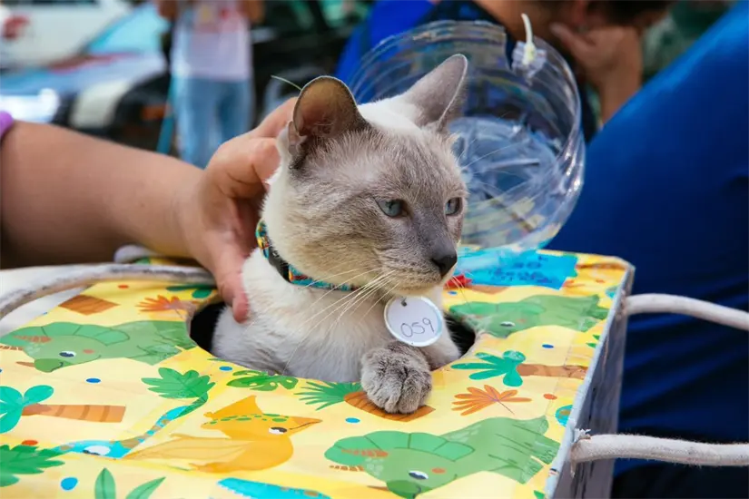 Gatito en festival. Foto: X @municipiodegpe