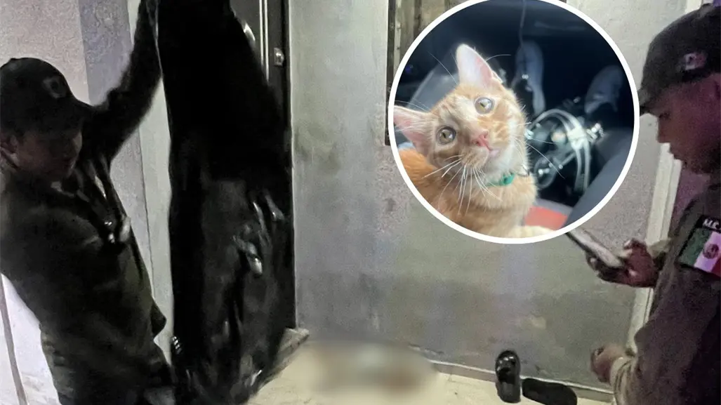 Envenenamiento masivo de mascotas alarma a vecinos de Villas de Oriente en Kanasín