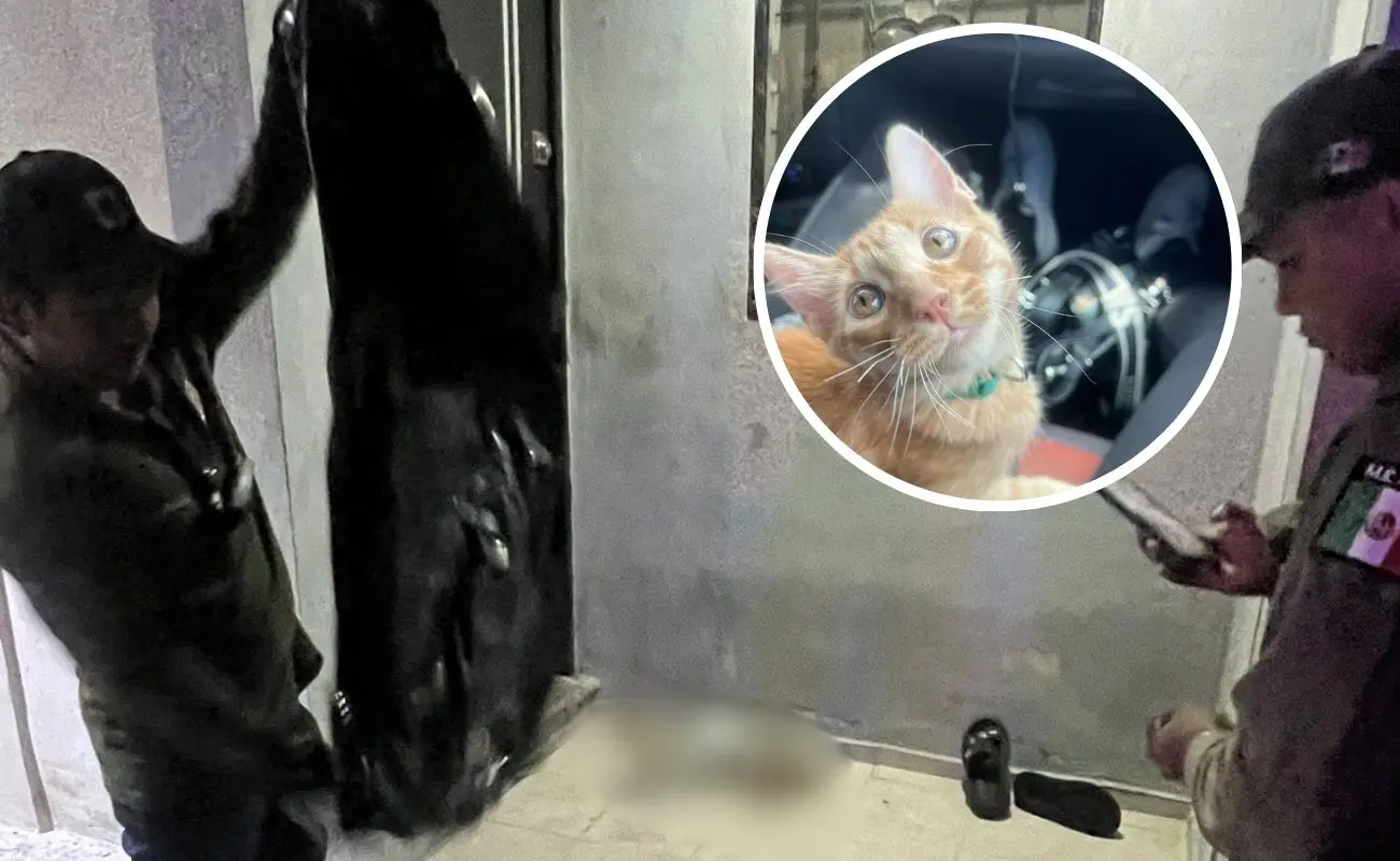 ¿Qué sucedió con los animales en Villas de Oriente? Foto: Redes sociales | Canva | Fernanda Santoyo