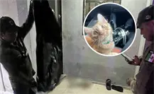 Envenenamiento masivo de mascotas alarma a vecinos de Villas de Oriente en Kanasín