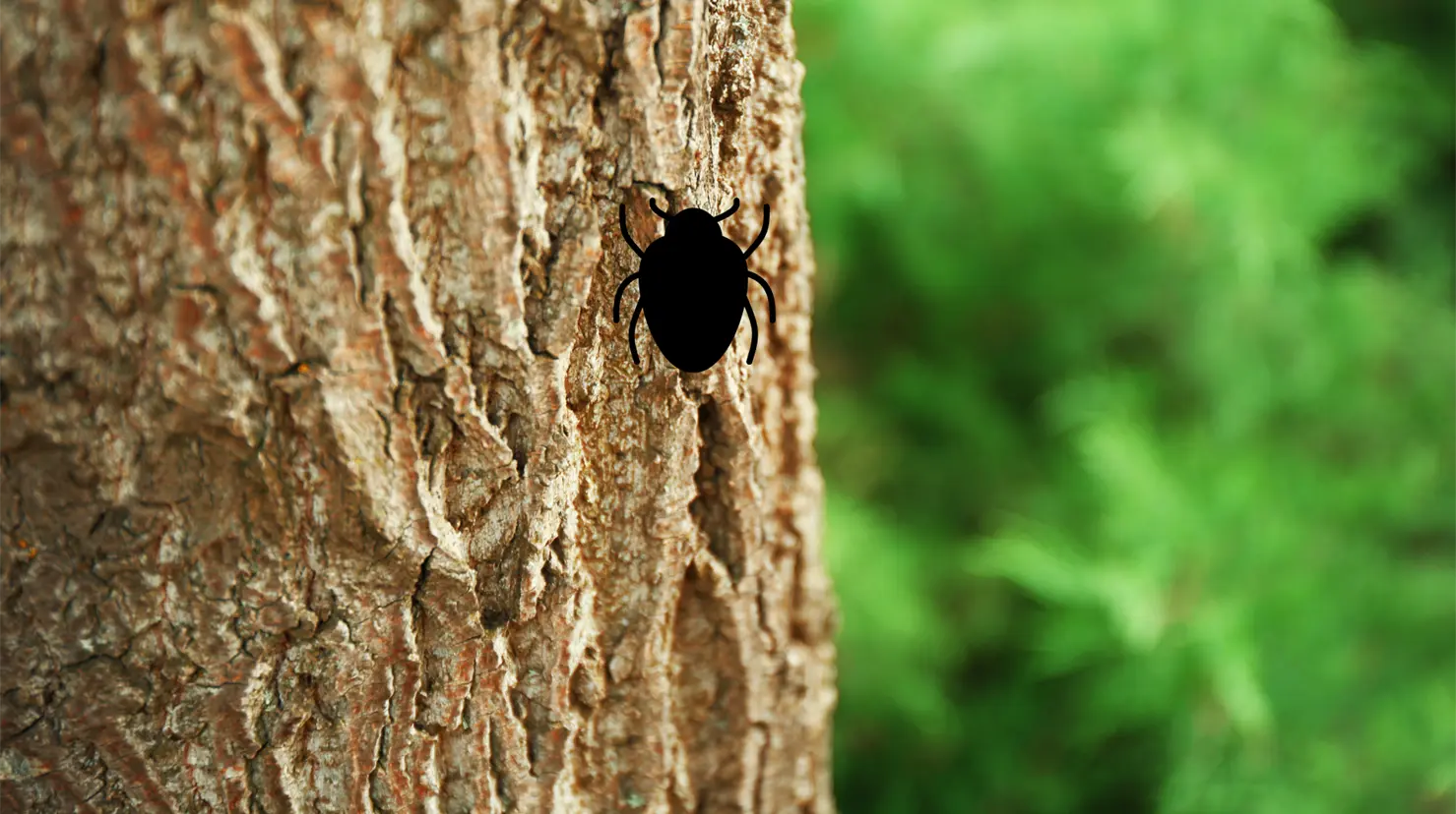 Esta plaga está afectando a los bosques de Durango. Foto: Especial.