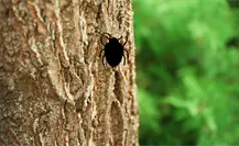 Esta es la plaga que persiste en los bosques de Durango, según Conafor 