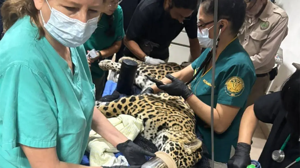 Aumentan casos de decomisos de animales en Chiapas; luchan por salvar un jaguar incautado