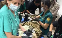 Aumentan casos de decomisos de animales en Chiapas; luchan por salvar un jaguar incautado