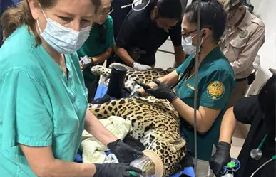 Aumentan casos de decomisos de animales en Chiapas; luchan por salvar un jaguar incautado