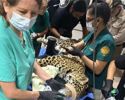 Aumentan casos de decomisos de animales en Chiapas; luchan por salvar un jaguar incautado