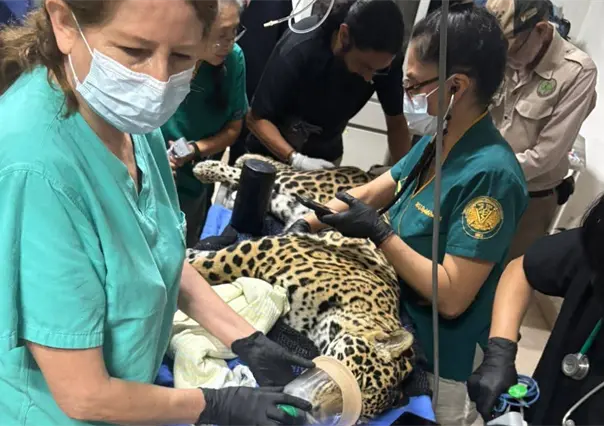 Aumentan casos de decomisos de animales en Chiapas; luchan por salvar un jaguar incautado