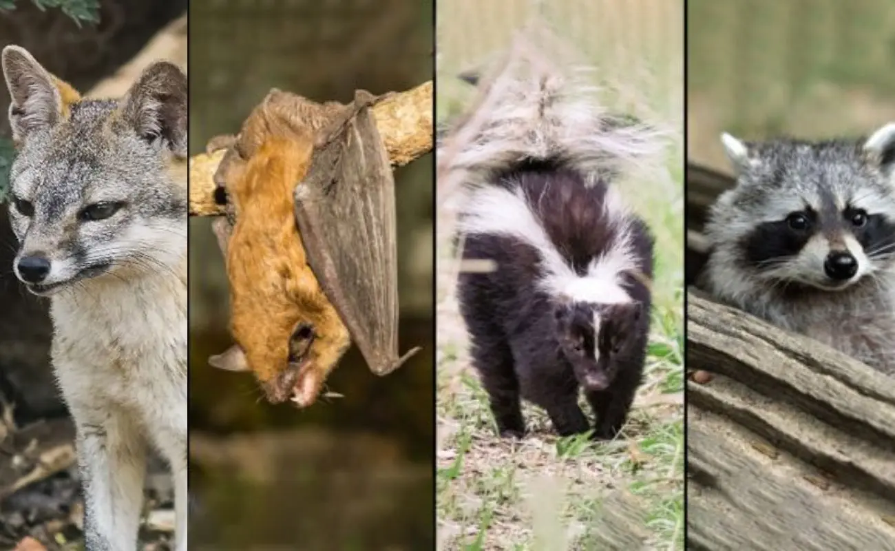 ¿Qué animales silvestres pueden transmitir rabia en Yucatán? Foto: Canva