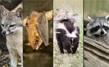 ¿Cuáles son los animales de Yucatán que pueden transmitir la rabia?
