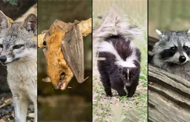 ¿Cuáles son los animales de Yucatán que pueden transmitir la rabia?