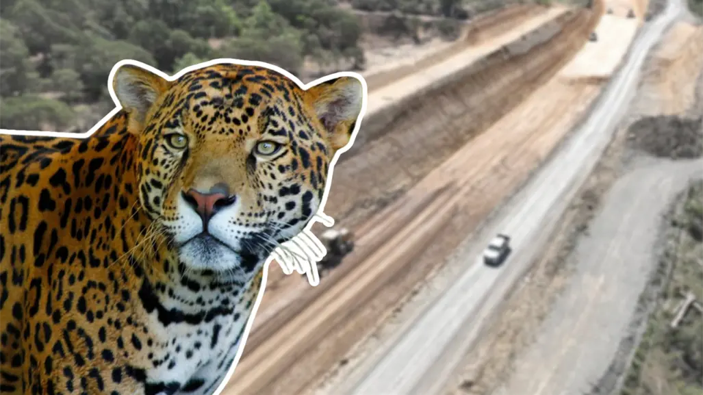 Autopista Mante-Ocampo-Tula: este es el riesgo que representa para la fauna de la región