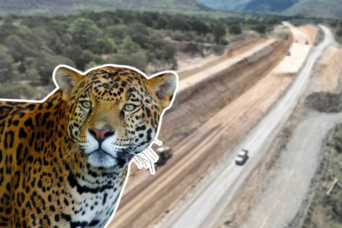 La autopista Mante- Ocampo- Tula sigue su construcción mientras surgen más dudas sobre su impacto en la fauna regional. Foto: Daniel Espinoza